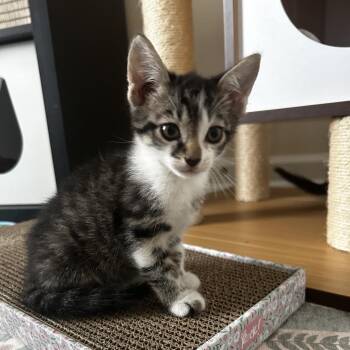 Tommy Boy -  Domestic Short Hair Cat for Adoption in Fairfax Station, Virginia - Tommy Boy | PetCurious