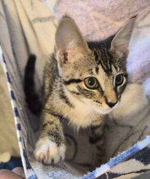 Capri -  Tabby Cat for Adoption in Montgomery, Texas - Capri | PetCurious