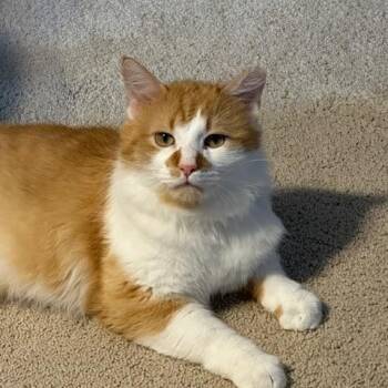 Domestic Long Hair Cats Available for Adoption in Hudsonville, Michigan - Rupert  | PetCurious