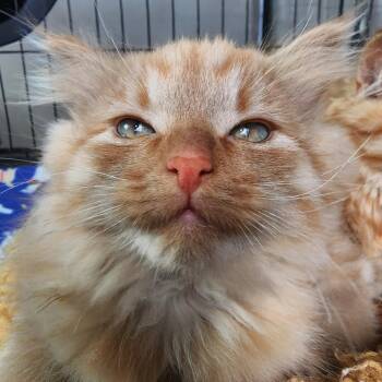 Ham -  Domestic Long Hair Cat Available for Adoption in Ely, Minnesota - Ham | PetCurious