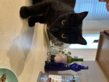 Rescue Domestic Short Hair Cats for Adoption in Frederick, Maryland - Solo | PetCurious