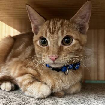 Roe -  Domestic Short Hair Cat for Adoption in Yucca Valley, California - Roe | PetCurious