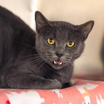 Toasted Marshmallow -  Domestic Short Hair Cat for Adoption in Wilmington, Delaware - Toasted Marshmallow | PetCurious
