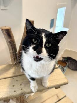 Domestic Short Hair Cats Available for Adoption - Cedrick  | PetCurious
