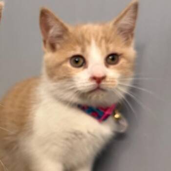 Domestic Short Hair Cats Available for Adoption in Merrifield, Virginia - Ren Ramishvili  (Jasmine Kitten) | PetCurious
