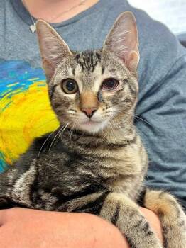 SIMON -  Domestic Short Hair Cat for Adoption in Canfield, Ohio - SIMON | PetCurious