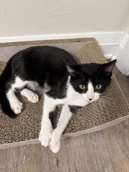 Rescue Domestic Short Hair Cats for Adoption in Dayton, Ohio - Ollie | PetCurious
