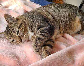 Rescue Egyptian Mau Cats for Adoption in Austin, Texas - Evangeline | PetCurious