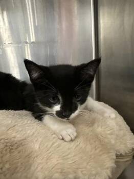 Domestic Short Hair Cats Available for Adoption in West Chester, Pennsylvania - Zenni | PetCurious