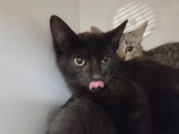 NICK -  Domestic Short Hair Cat for Adoption in Kent, Washington - NICK | PetCurious