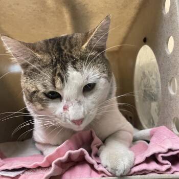 Eclipse -  Domestic Short Hair Cat for Adoption in Pasadena, California - Eclipse | PetCurious