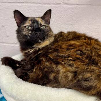 Domestic Medium Hair Cats Available for Adoption - Starbucks | PetCurious