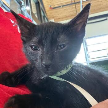Tutti 5 -  Domestic Short Hair Cat for Adoption in Leander, Texas - Tutti 5 | PetCurious