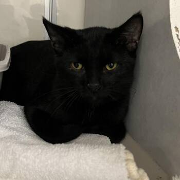DaVinci -  Domestic Short Hair Cat for Adoption in Fairport, New York - DaVinci | PetCurious