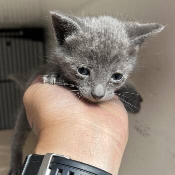 Ash -  Domestic Short Hair Cat for Adoption in Chattanooga, Tennessee - Ash | PetCurious