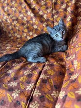 Rescue Domestic Short Hair Cats for Adoption in Oakdale, California - Cricket | PetCurious