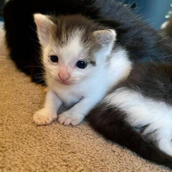 Domestic Short Hair Cats Available for Adoption in St. Louis, Missouri - Etsy | PetCurious