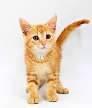 Blood Orange -  Domestic Short Hair Cat for Adoption in Morton Grove, Illinois - Blood Orange | PetCurious