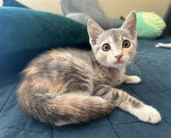 Rescue Domestic Short Hair and Dilute Calico Cats for Adoption in Rosenberg, Texas - Canna Lily | PetCurious
