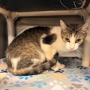 Delta -  Domestic Short Hair Cat for Adoption in Indianapolis, Indiana - Delta | PetCurious