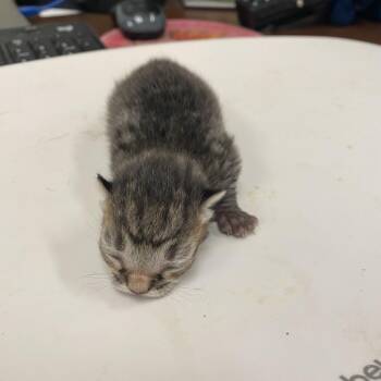 Galan -  Domestic Short Hair Cat for Adoption in Memphis, Tennessee - Galan | PetCurious