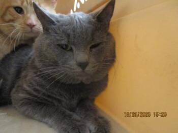 Root Beer (624) -  Domestic Short Hair Cat for Adoption in Marietta, Georgia - Root Beer (624) | PetCurious