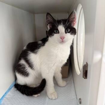 Domestic Short Hair Cats Available for Adoption in Naperville, Illinois - Sprout | PetCurious