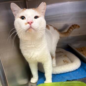 Dude -  Domestic Short Hair Cat for Adoption in Pullman, Washington - Dude | PetCurious