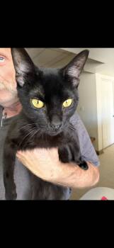 Illusion -  Burmese Cat for Adoption in Las Vegas, Nevada - Illusion | PetCurious