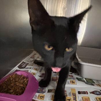 Buddy -  Domestic Short Hair Cat for Adoption in Roxboro, North Carolina - Buddy | PetCurious