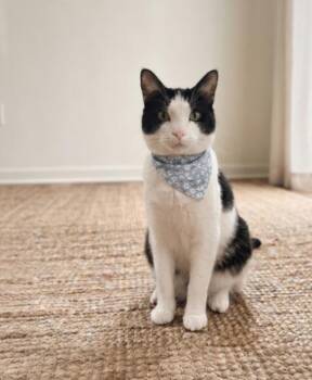 Gilligan -  Domestic Short Hair Cat for Adoption in Adrian, Michigan - Gilligan | PetCurious