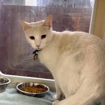 Domestic Short Hair Cats Available for Adoption in Yuma, Arizona - Buddy | PetCurious