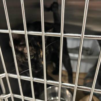 Tortie -  Domestic Short Hair Cat for Adoption in Carlyle, Illinois - Tortie | PetCurious