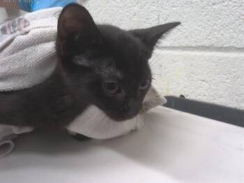 BOOLA -  Domestic Short Hair Cat for Adoption in Chula Vista, California - BOOLA | PetCurious