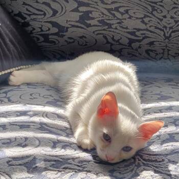 Clint B -  Domestic Short Hair Cat for Adoption in Sandy Springs, Georgia - Clint B | PetCurious