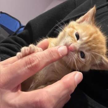 Domestic Short Hair Cats Available for Adoption in Madison, Wisconsin - Maple | PetCurious