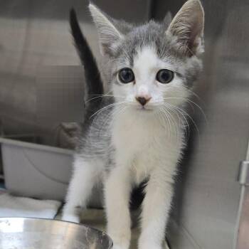 Francois 26-0721 -  Domestic Short Hair Cat for Adoption in Yanceyville, North Carolina - Francois 26-0721 | PetCurious