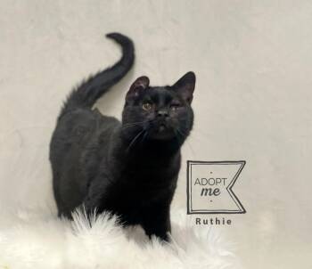 Domestic Short Hair Cats Available for Adoption - Ruthie | PetCurious