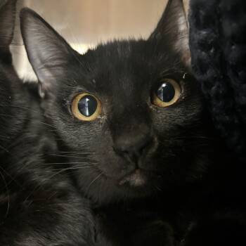 Winifred "Winnie" Sanderson -  Domestic Short Hair Cat for Adoption in Spokane, Washington - Winifred "Winnie" Sanderson | PetCurious