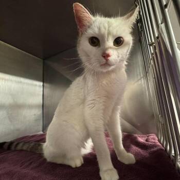 Domestic Short Hair Cats Available for Adoption in Edwardsville, Illinois - Snowflake Queen | PetCurious