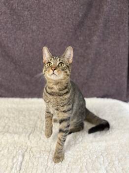 Rescue Domestic Short Hair Cats for Adoption in Upper Sandusky, Ohio - Captain | PetCurious