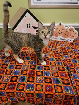 Rescue Calico and Tabby Cats for Adoption in Brandon, Florida - Merryweather | PetCurious