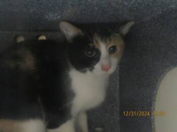 Rescue Domestic Short Hair Cats for Adoption in Irving, Texas - Cordelia | PetCurious