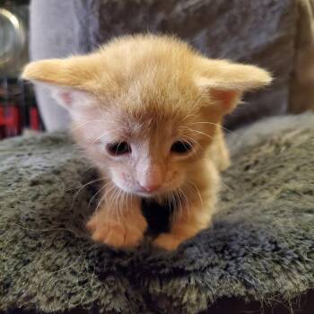 Litten -  Domestic Short Hair Cat for Adoption in Normal, Illinois - Litten | PetCurious