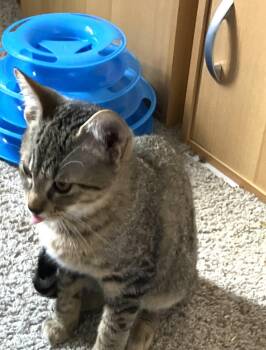 Rescue Domestic Short Hair Cats for Adoption in Jacksonville, Florida - Denver =^.^+• | PetCurious