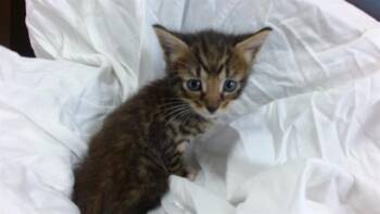 ROLLY -  Domestic Short Hair Cat for Adoption in Doral, Florida - ROLLY | PetCurious