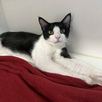 Matthew -  Domestic Short Hair Cat for Adoption in Beaumont, Texas - Matthew | PetCurious