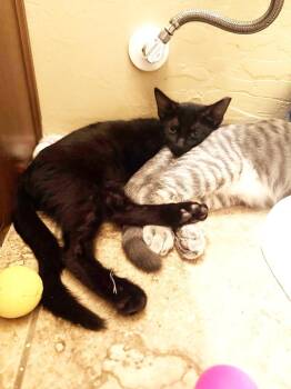 Black Widow Avenger -  Domestic Medium Hair Cat for Adoption in Chandler, Arizona - Black Widow Avenger | PetCurious