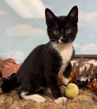 Rescue Domestic Short Hair Cats for Adoption in Visalia, California - Piglet | PetCurious