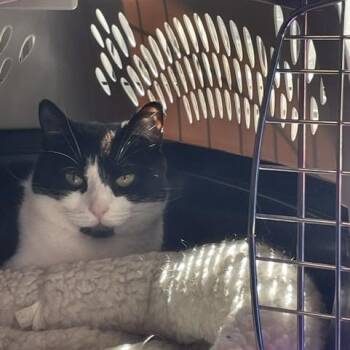 Aurora -  Domestic Short Hair Cat for Adoption in Attleboro, Massachusetts - Aurora | PetCurious